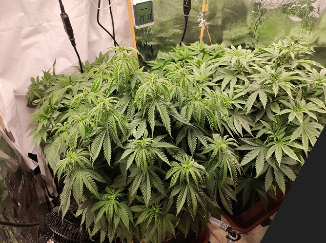 Growreport Bild 1