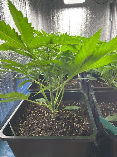 Growreport Bild 1