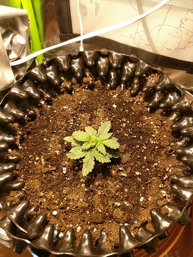 Growreport Bild 8