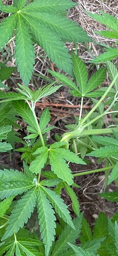 Growreport Bild 26
