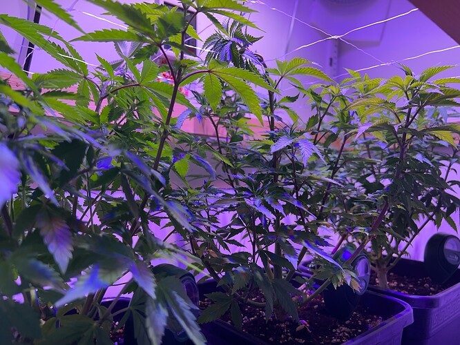 Growreport Bild 2