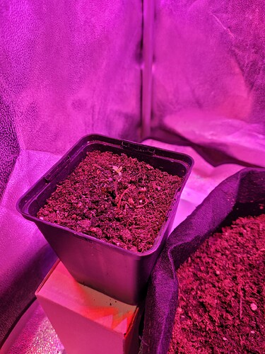 Growreport Bild 5
