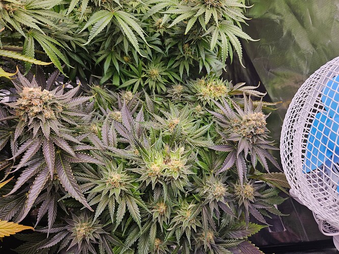 Growreport Bild 37
