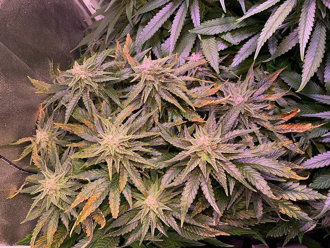 Growreport Bild 21