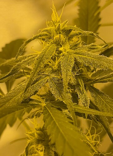 Growreport Bild 5