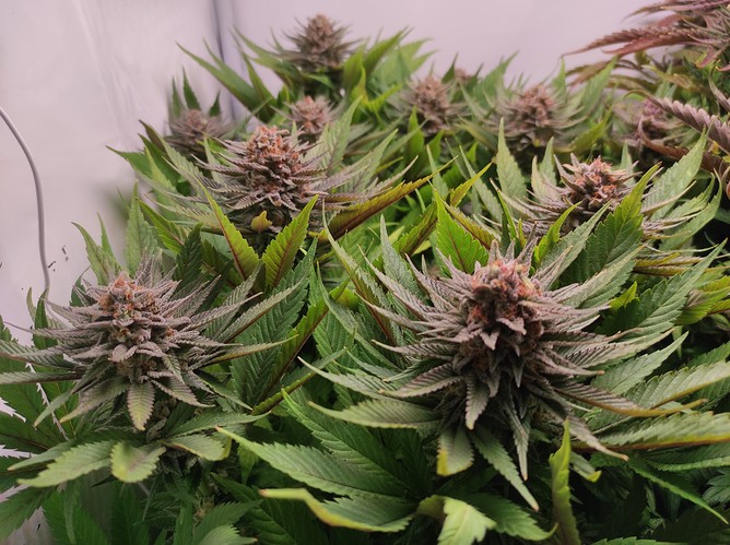 Growreport Bild 2