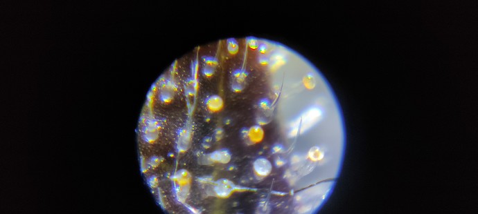 Growreport Bild 3