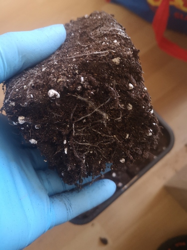 Growreport Bild 9