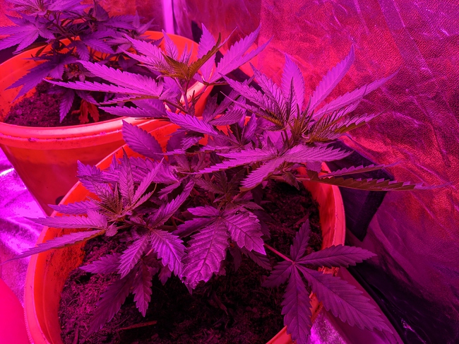 Growreport Bild 3