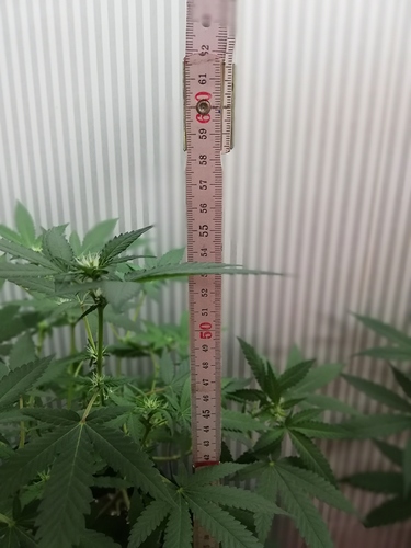 Growreport Bild 22