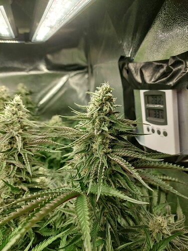 Growreport Bild 1