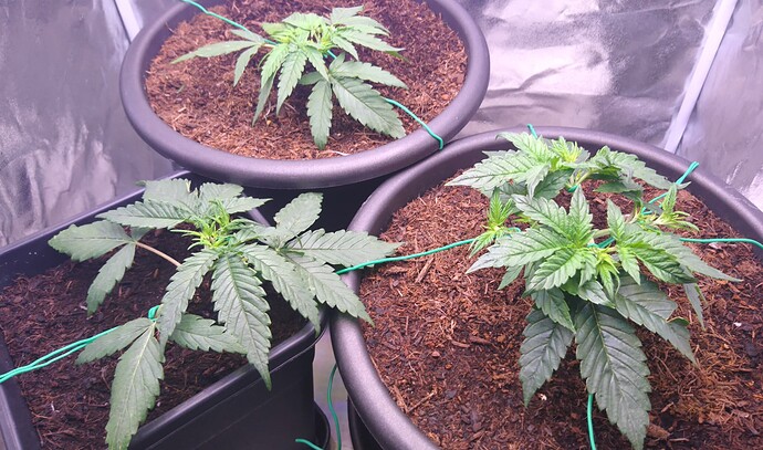 Growreport Bild 1