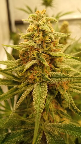 Growreport Bild 14