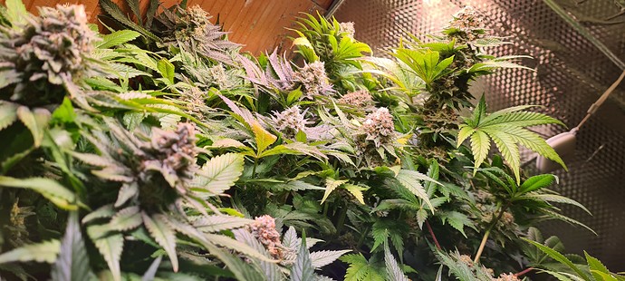 Growreport Bild 17