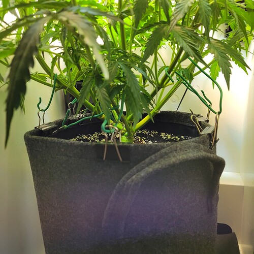 Growreport Bild 1
