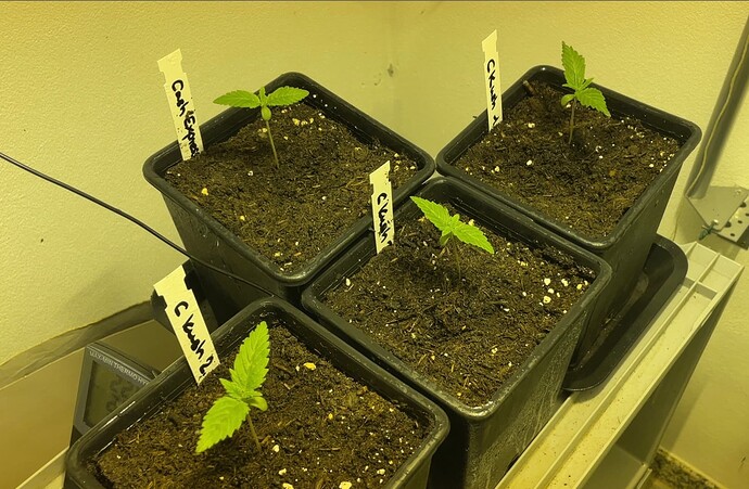 Growreport Bild 17