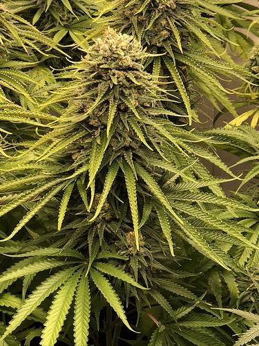 Growreport Bild 2