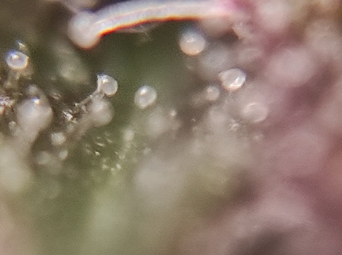 Growreport Bild 20