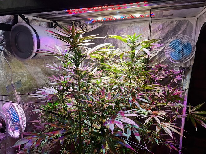 Growreport Bild 32