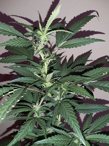Growreport Bild 15