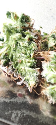 Growreport Bild 18