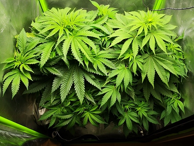 Growreport Bild 2