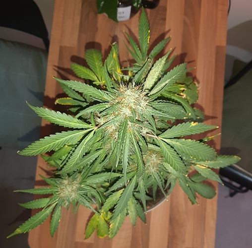 Growreport Bild 2