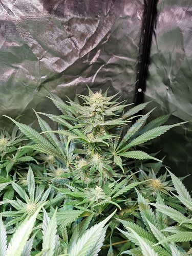 Growreport Bild 8