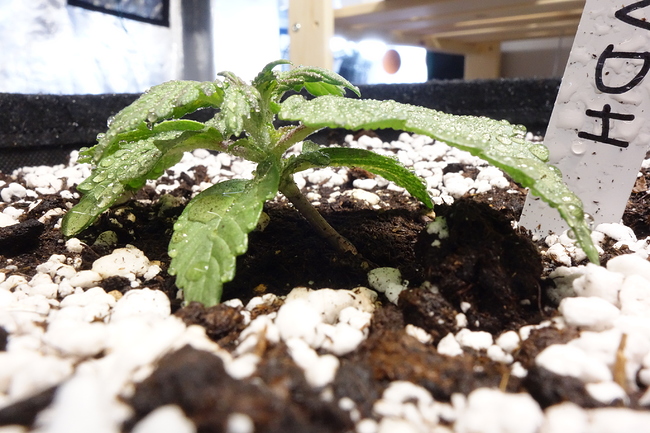 Growreport Bild 1