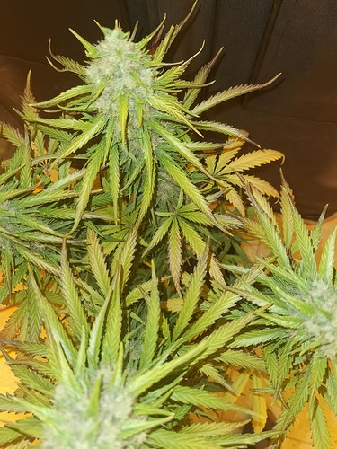 Growreport Bild 24