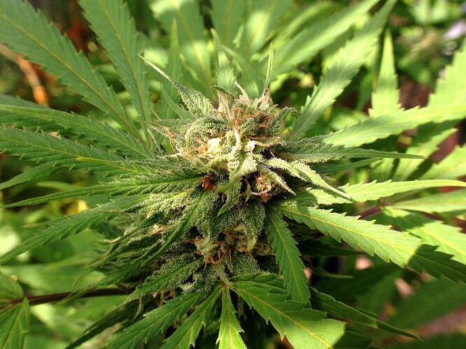 Growreport Bild 10