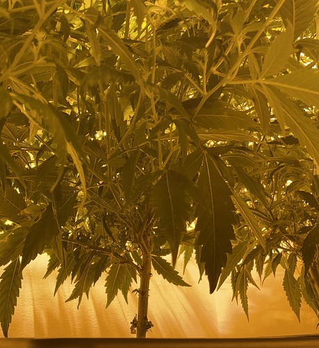 Growreport Bild 6