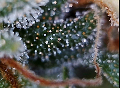 Growreport Bild 8
