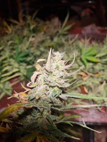 Growreport Bild 3