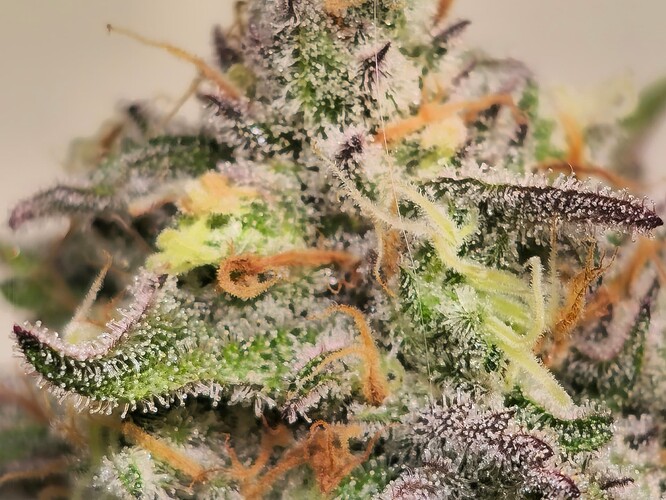 Growreport Bild 4
