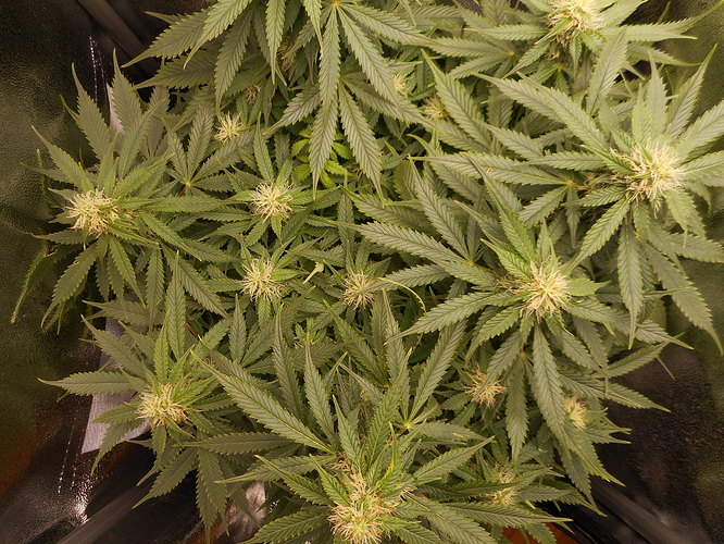Growreport Bild 6