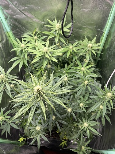 Growreport Bild 5