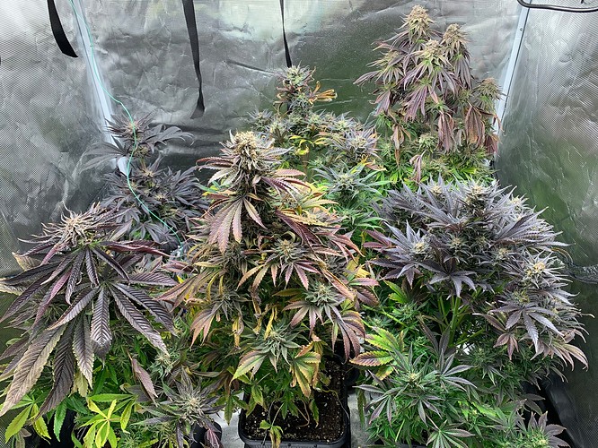 Growreport Bild 1