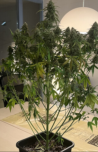 Growreport Bild 24