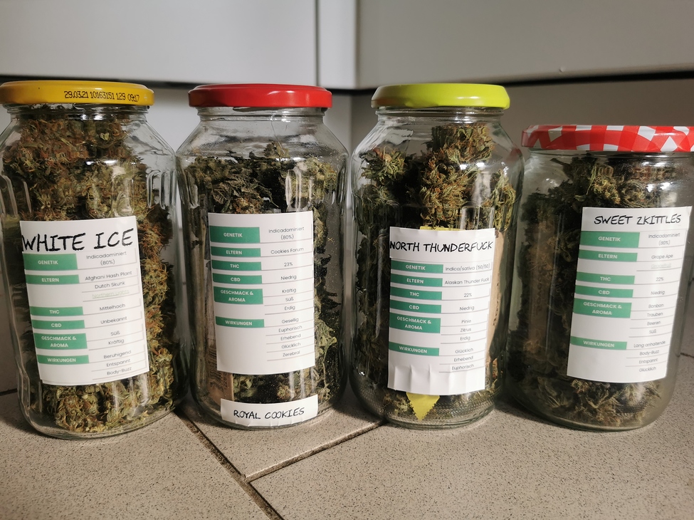 3 Sorten mit über 20%Thc + 1 Hydroca 200 Hobby