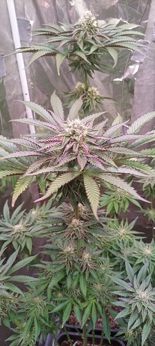 Growreport Bild 7