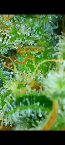 Growreport Bild 9