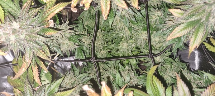 Growreport Bild 34