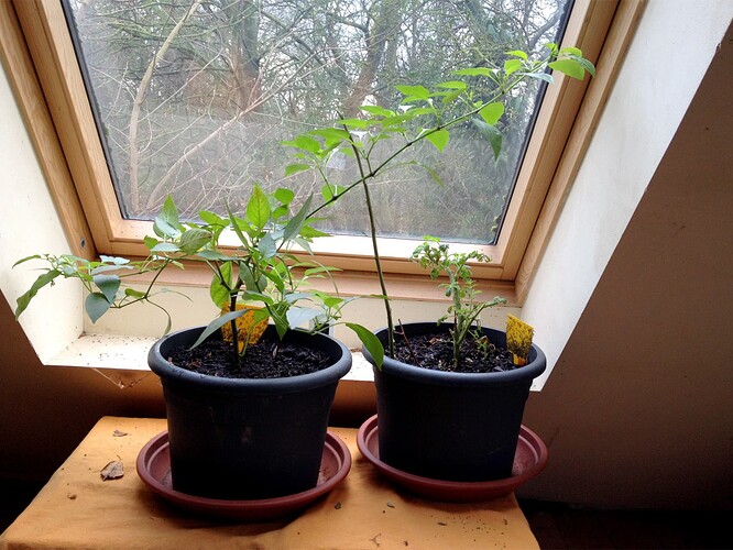 TomateChili_230109_2