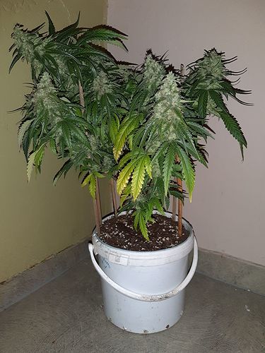 Growreport Bild 1