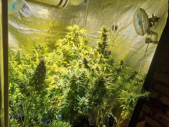 Growreport Bild 1