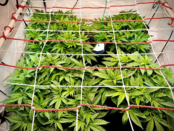 Growreport Bild 6
