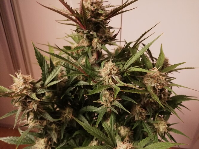Mimosa_231221-2