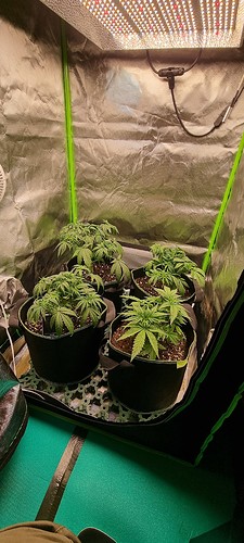 Growreport Bild 4
