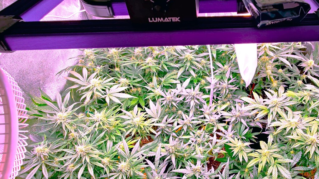 Ice Cream 🍦 + Purple Punch Cookies 🍪 + 2 x Zkittlez // 90x90 // Lumatek